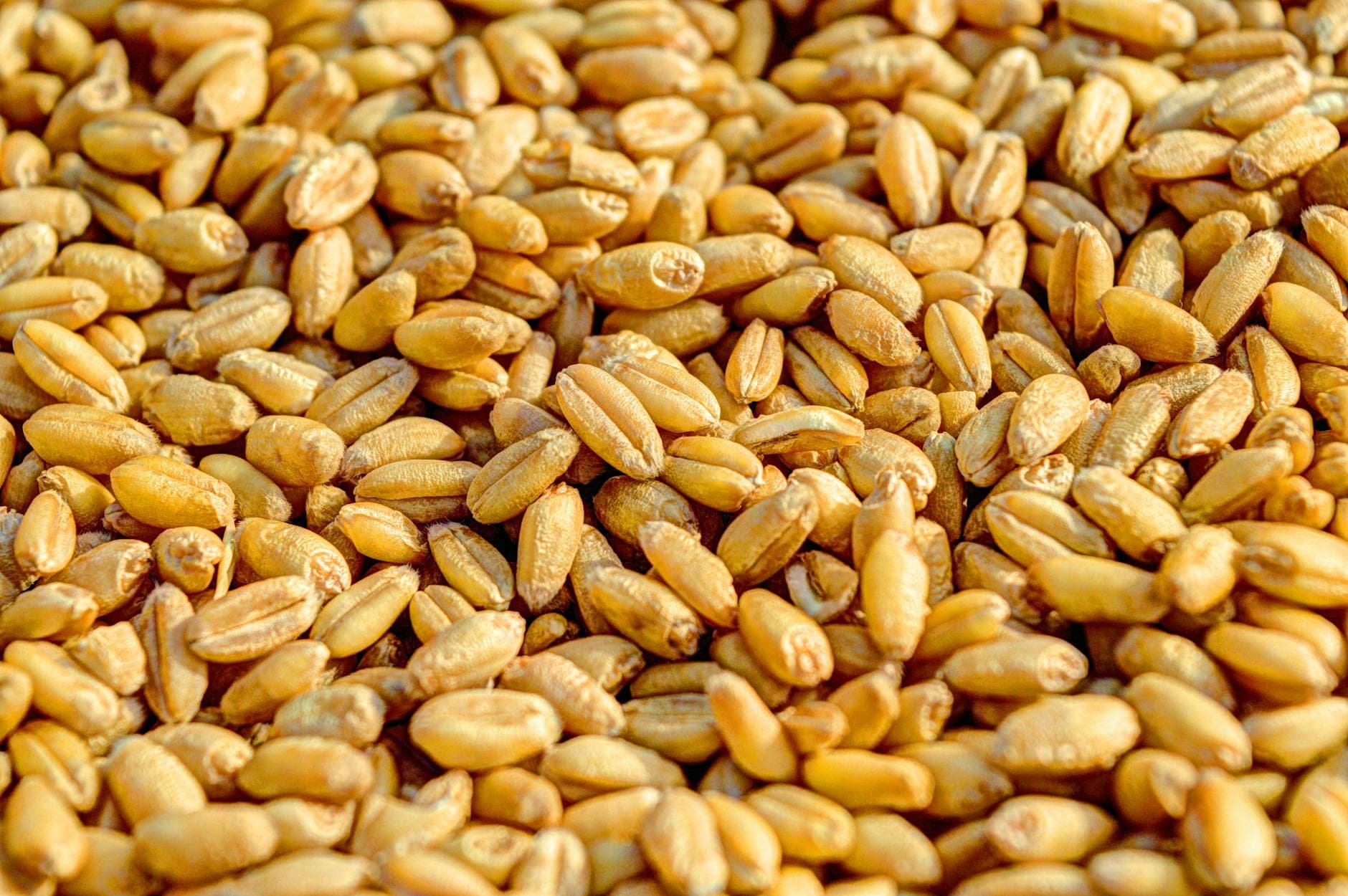 nuts